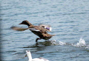 duck in water