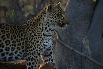 leopard standing over fresh kill