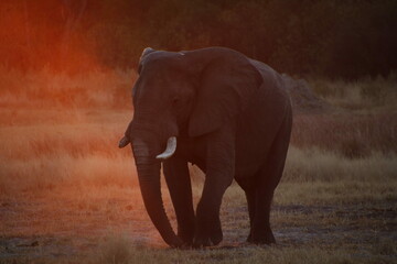 elephant near burning land