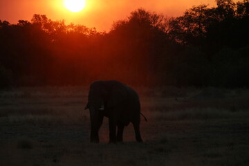 elephant at sunset smokey from wildfire