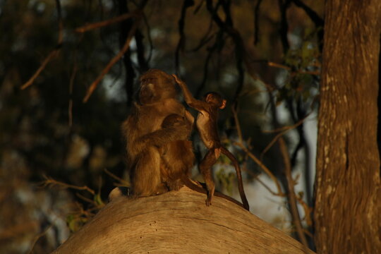baby monkey playing (baboon)