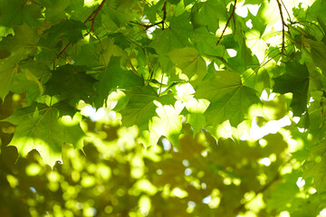 Fototapeta na wymiar young maple leaves on tree