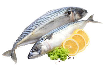 Fresh fish mackerel on white background