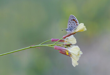 Himalayan Blue butterfly (Pseudophilotes vicrama) on plant.​