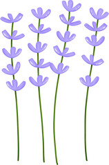 Purple Lavender 