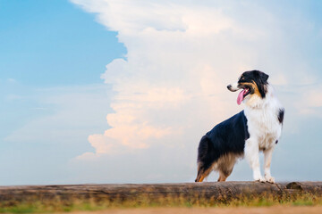 Black tricolor australian shepherd stands on a tree trunk in a field against the blue sky