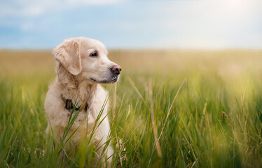 A golden retriever sits in the green grass on a field and looks to the right on a summer sunny day