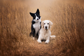 Two friends black and white border collie and golden retriever resting in a field. Life with dog