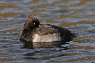 Portrait of a male Tufted Duck resting with its bill in its feathers

