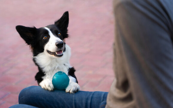 Happy black and white border collie brought a blue ball to his owner and put it on his lap, waiting for someone to play with him. Life with dog
