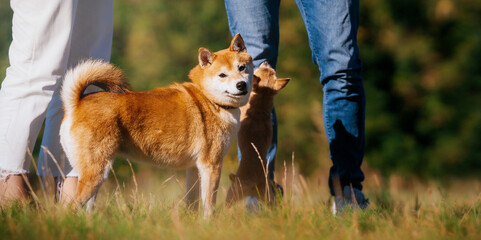 Shiba Inu stands on a yellow lawn next to the owner and looks into the camera