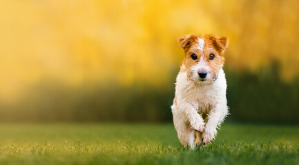 Jack russell terrier stands runs towards the camera across a green lawn on a sunny summer day