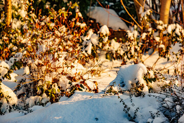 Abundant snow accumulated on ground and between branches of dry brown wild plants and bushes on blurred background, winter day after heavy snowfall