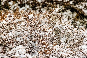 Closeup of abundant snow accumulated on branches of dry brown wild plants on blurred background, winter day after heavy snowfall