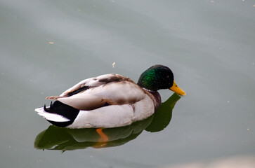pato salido del agua mojado