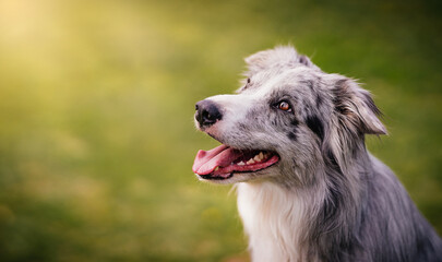 Happy marbled border collie looks up on a green background. Close-up portrait