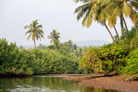 Landscape with mangroves and palm trees.  
