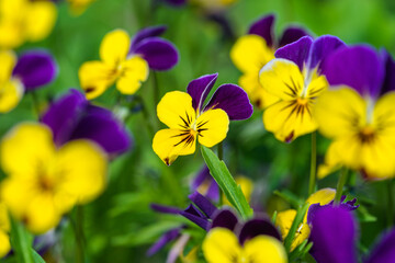 Close-up of vibrant viola tricolor purple and yellow pansies flowers in the garden in summer. Wild pansy, Johnny-jump-up floral background