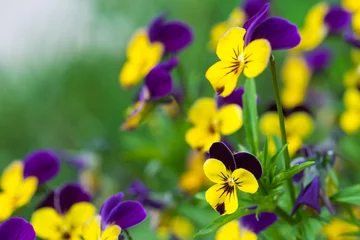 Muurstickers Vibrant viola tricolor purple and yellow pansies flowers in the garden in summer. Wild pansy, Johnny-jump-up floral background with copy space © evgenydrablenkov