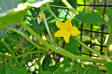 yellow flower of blooming cucumber plant with green leaves and stems