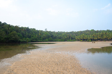 Landscape with mangroves and palm trees. 