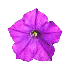 Purple petunia flower 