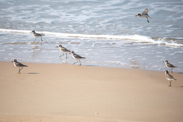 Siberian sand plover, Charadrius mongolus is a family of  Charadriidae.