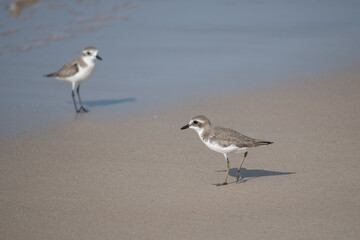 Siberian sand plover, Charadrius mongolus is a family of  Charadriidae.