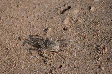A sand crab on a sandy beach.