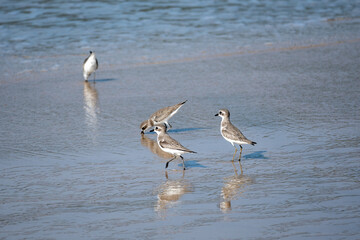 Siberian sand plover, Charadrius mongolus is a family of  Charadriidae.
