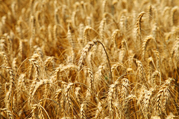 Wheat field on a bright day. Agriculture. Ripe golden ears of wheat swaying in the wind. Harvest season.