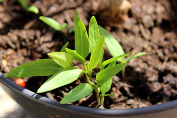 Anzucht, Pflanzen, Erde, Spross