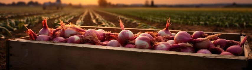 Red onions harvested in a wooden box with field and sunset in the background. Natural organic fruit abundance. Agriculture, healthy and natural food concept. Horizontal composition, banner. - obrazy, fototapety, plakaty