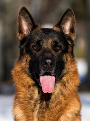 german shepherd dog portrait outdoors