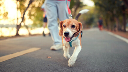 Happy beagle dog walking with male owner at park in morning. Man holding leashes for controlling...