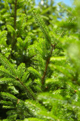 fir branch over blue sky