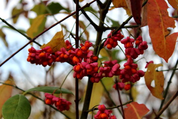 Spindelstrauch, Pfaffenh&uuml;tchen