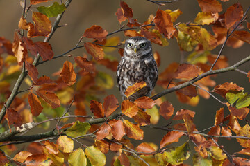 A portrait of a Little Owl in a colorful tree in autumn
