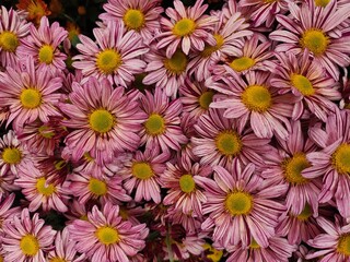 Pink daisy chrysanthemum flowers in bloom