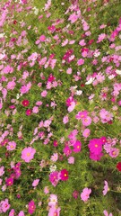 Fototapeta premium pink flowers background
