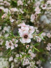 pink cherry blossom white background
