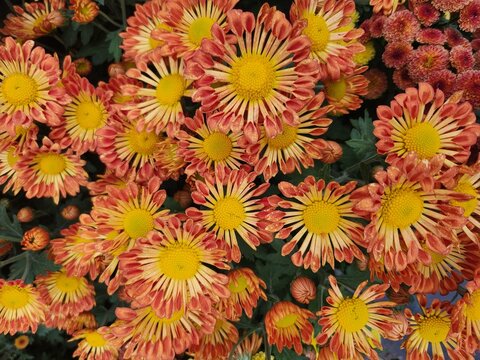 Vintage photo of beautiful red and yellow chrysanthemum flowers in the garden, mums flowers, chrysanths flowers, Benjamas flowers