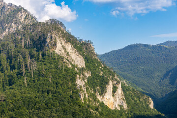 Fototapeta na wymiar Rocky peak in mountains of Montenegro covered with dense pine forest