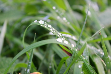 Wassertropfen auf Grashalm 