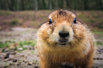 Präriehund - Erdhörnchen - Nagetier - Pelz - Pelzig - Tier - Animal - Cute Prairie Dog - Family - Groundhog - Genus Cynomys - Close Up - Meadow - High quality photo	