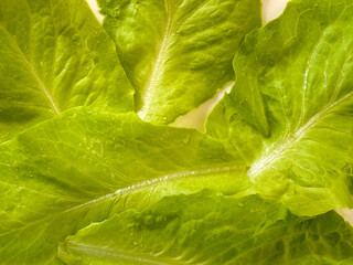 Close up of organic fresh green salad leaves background. Stock photo.