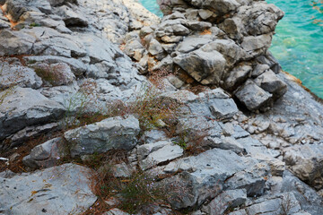 rock by the sea closeup