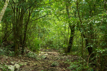 Fototapeta na wymiar path through the dense, shady tropical jungle of the Yucatan