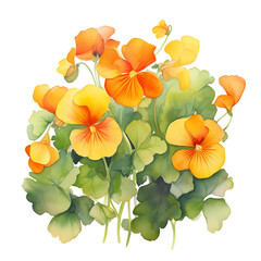 nasturtium flower isolated on white background. beautiful watercolour style illustration