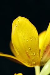 Yellow tulip with water droplets on petals close-up